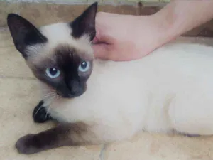 Gato raça Siamês idade 2 a 6 meses nome Juju