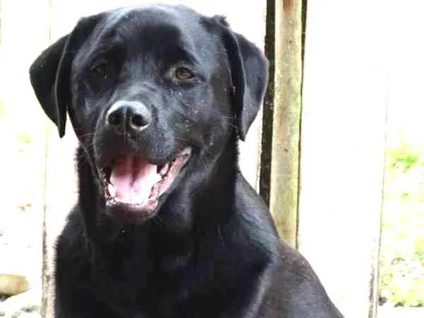 Cachorro ra a SRD idade 1 ano nome Feijão
