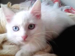 Gato raça Siames  idade 2 a 6 meses nome Kiko e kika