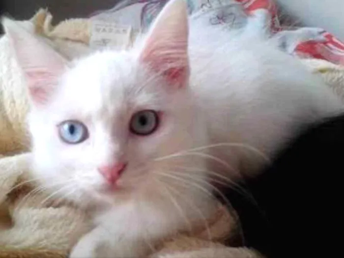 Gato ra a Siames  idade 2 a 6 meses nome Kiko e kika