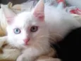 Kiko e kika