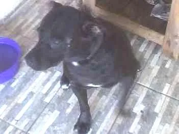 Cachorro ra a Pitbul idade 4 anos nome Shaolim