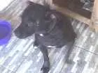 Cachorro raça Pitbul idade 4 anos nome Shaolim