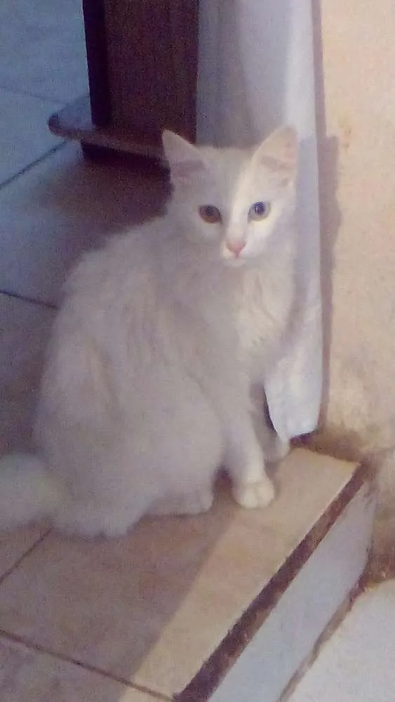 Gato ra a Angorá  idade 1 ano nome Mimi