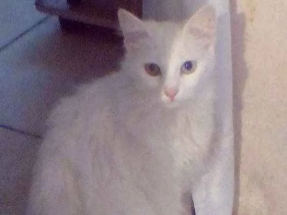 Gato ra a Angorá  idade 1 ano nome Mimi