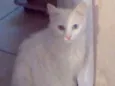 Mimi
