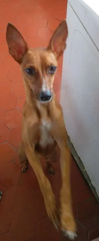 Cachorro ra a Pincher 5 idade 2 anos nome Vitória