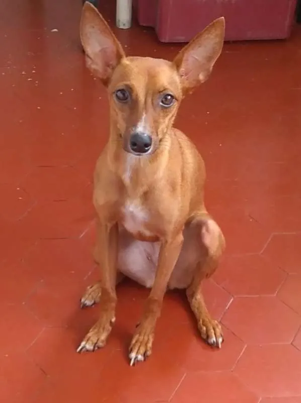 Cachorro ra a Pincher 5 idade 2 anos nome Vitória