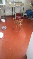 Vitória