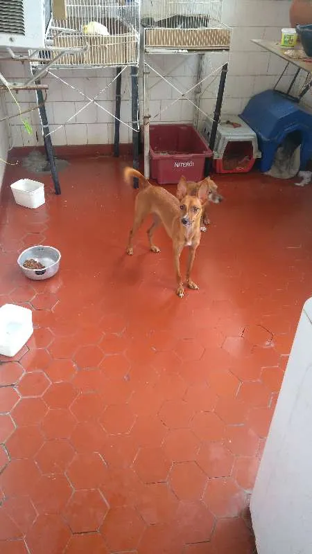 Cachorro ra a Pincher 5 idade 2 anos nome Vitória