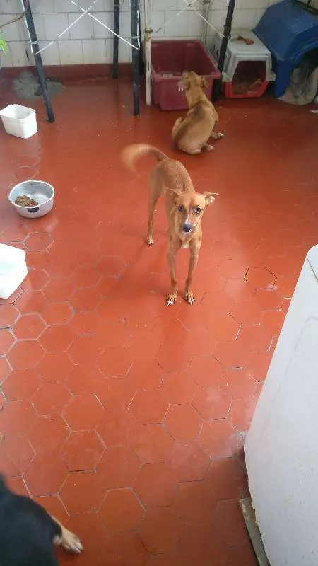 Cachorro ra a Pincher 5 idade 2 anos nome Vitória
