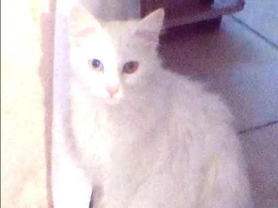 Gato ra a Angorá  idade 1 ano nome Mimi
