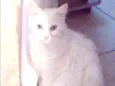 Mimi