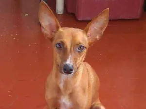 Cachorro raça Pincher 5 idade 2 anos nome Vitória