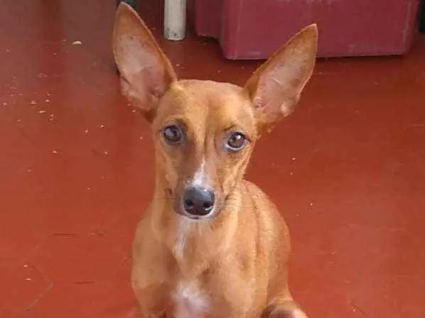 Cachorro ra a Pincher 5 idade 2 anos nome Vitória