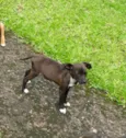 Diva