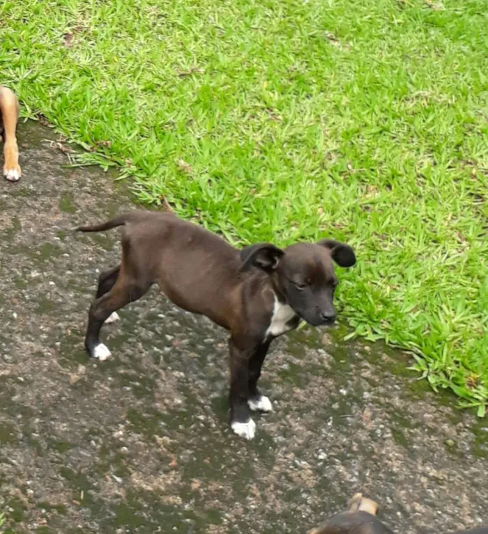 Cachorro ra a SRD idade Abaixo de 2 meses nome Diva