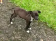 Diva