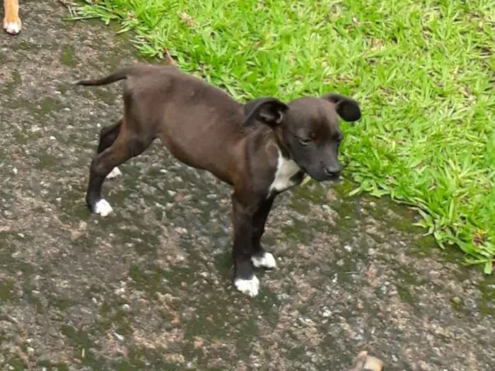 Cachorro ra a SRD idade Abaixo de 2 meses nome Diva
