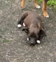 Diva