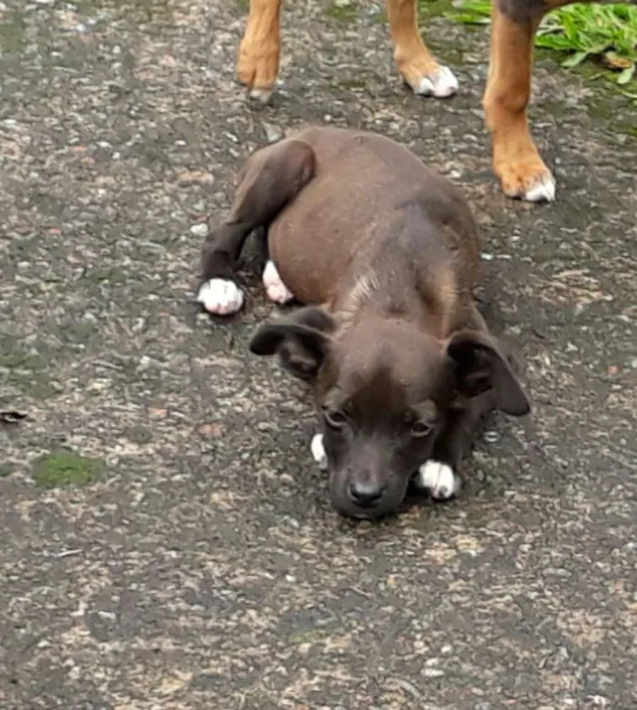 Cachorro ra a SRD idade Abaixo de 2 meses nome Diva