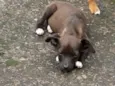 Diva