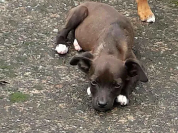 Cachorro ra a SRD idade Abaixo de 2 meses nome Diva