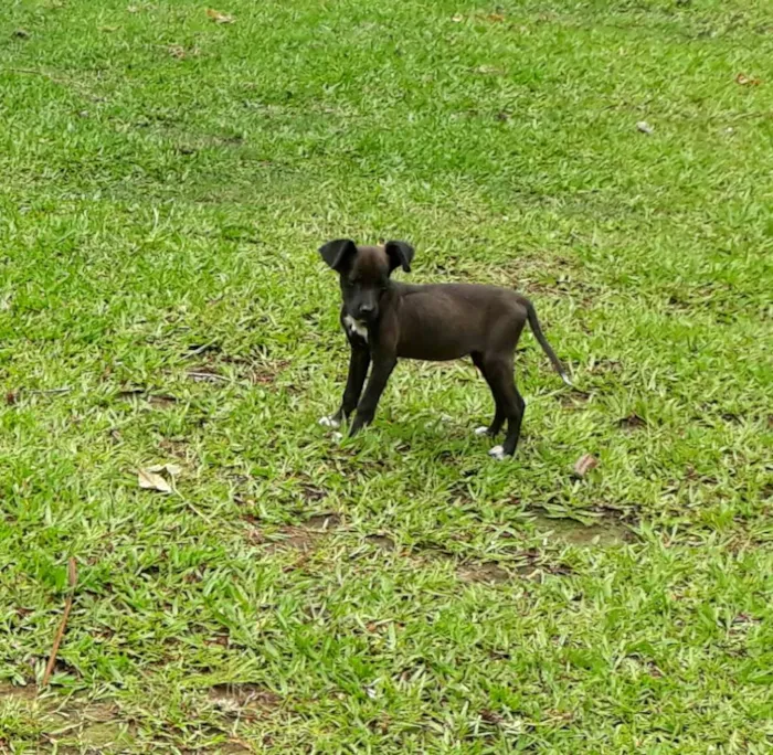 Cachorro ra a SRD idade Abaixo de 2 meses nome Diva