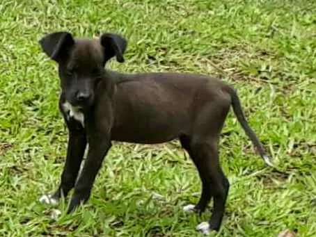 Cachorro ra a SRD idade Abaixo de 2 meses nome Diva