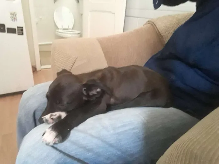 Cachorro ra a SRD idade Abaixo de 2 meses nome Diva