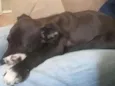Diva
