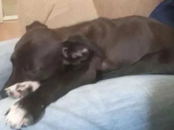 Cachorro ra a SRD idade Abaixo de 2 meses nome Diva