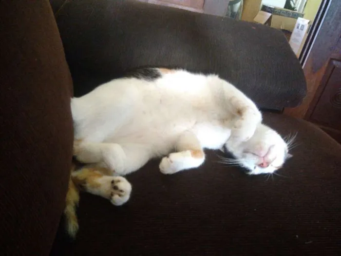 Gato raça  idade 7 a 11 meses nome Mel