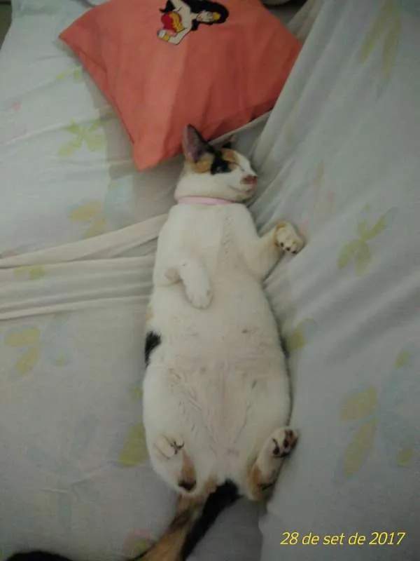 Gato raça  idade 7 a 11 meses nome Mel