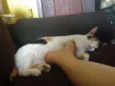 Mel