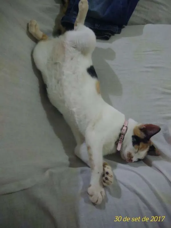 Gato raça  idade 7 a 11 meses nome Mel