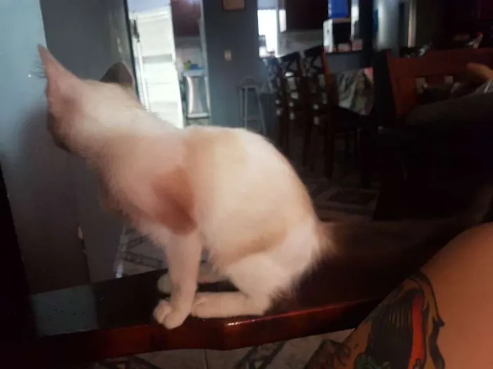 Gato ra a sem raça idade Abaixo de 2 meses nome sem nome