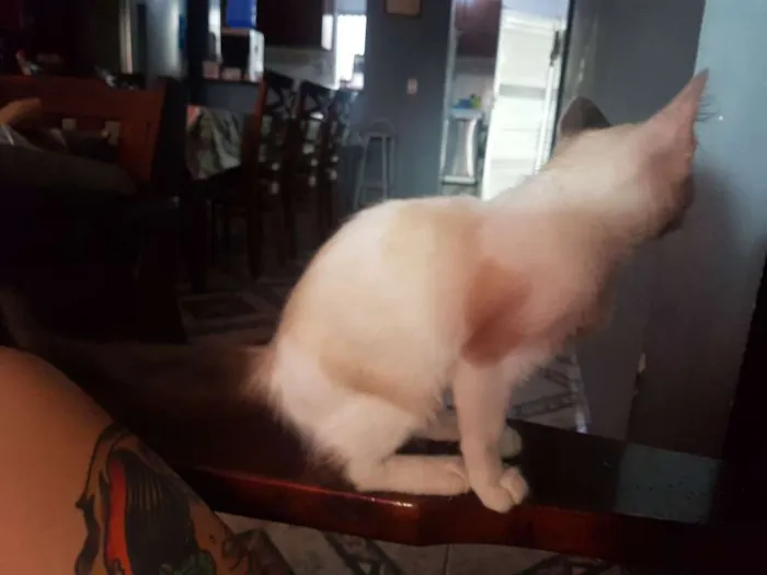 Gato ra a sem raça idade Abaixo de 2 meses nome sem nome