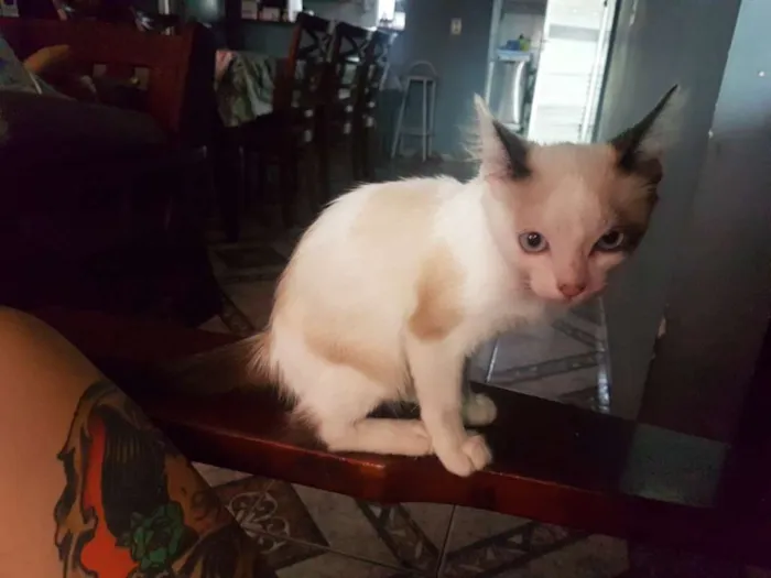 Gato ra a sem raça idade Abaixo de 2 meses nome sem nome