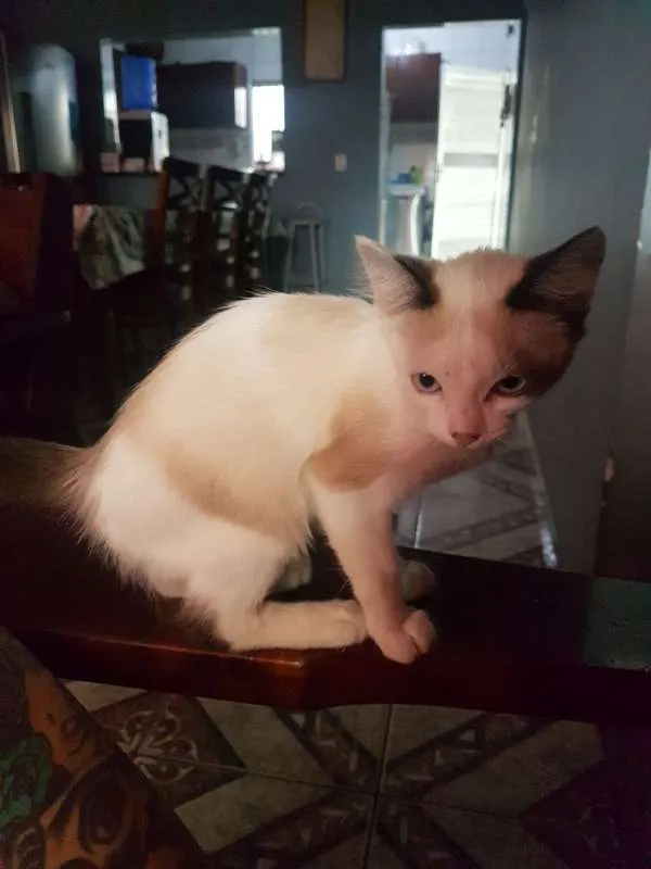 Gato ra a sem raça idade Abaixo de 2 meses nome sem nome
