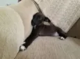 Diva