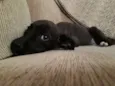 Diva