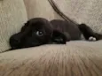 Diva