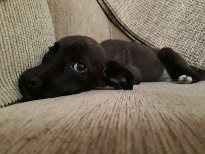 Cachorro ra a SRD idade Abaixo de 2 meses nome Diva