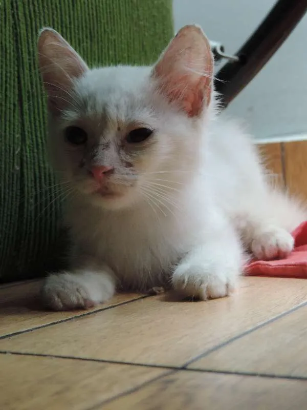 Gato ra a sem raça idade 2 a 6 meses nome sem nome