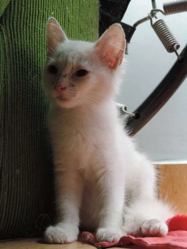 Gato ra a sem raça idade 2 a 6 meses nome sem nome