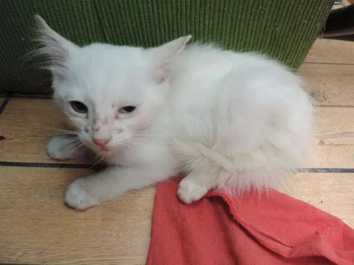 Gato ra a sem raça idade 2 a 6 meses nome sem nome