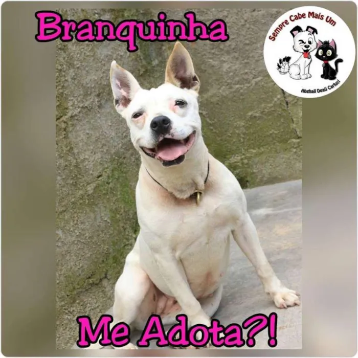 Cachorro ra a  idade  nome Branquinha