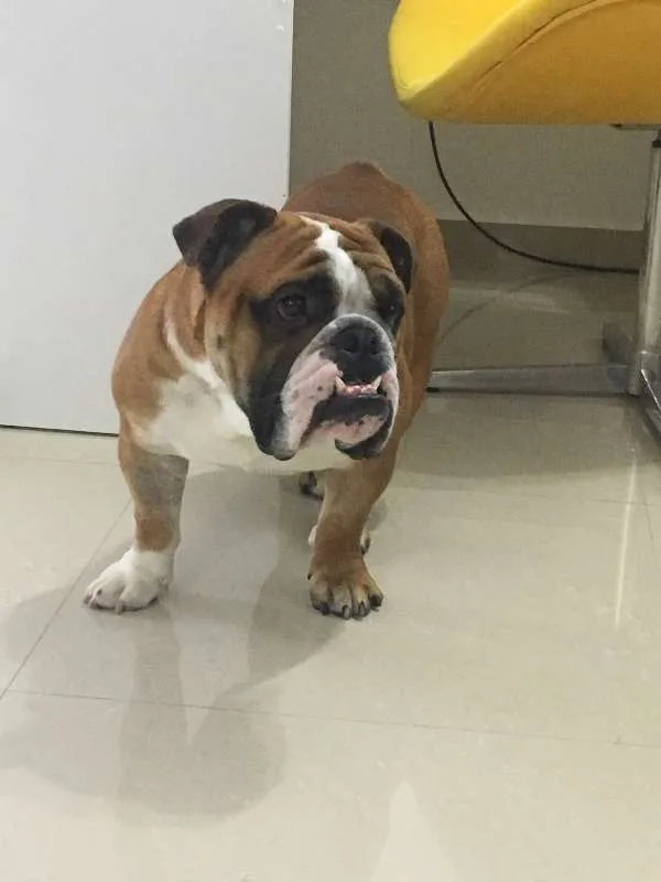 Cachorro ra a Bulldog idade 2 anos nome Joe