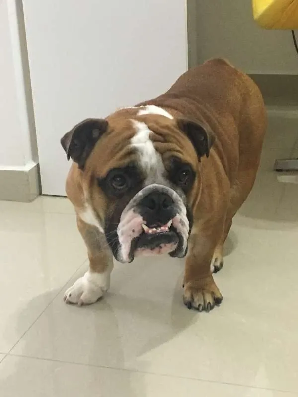 Cachorro ra a Bulldog idade 2 anos nome Joe